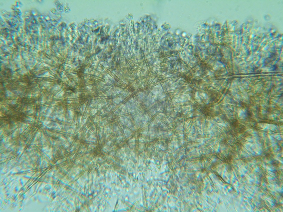 Dichostereum pallescens image