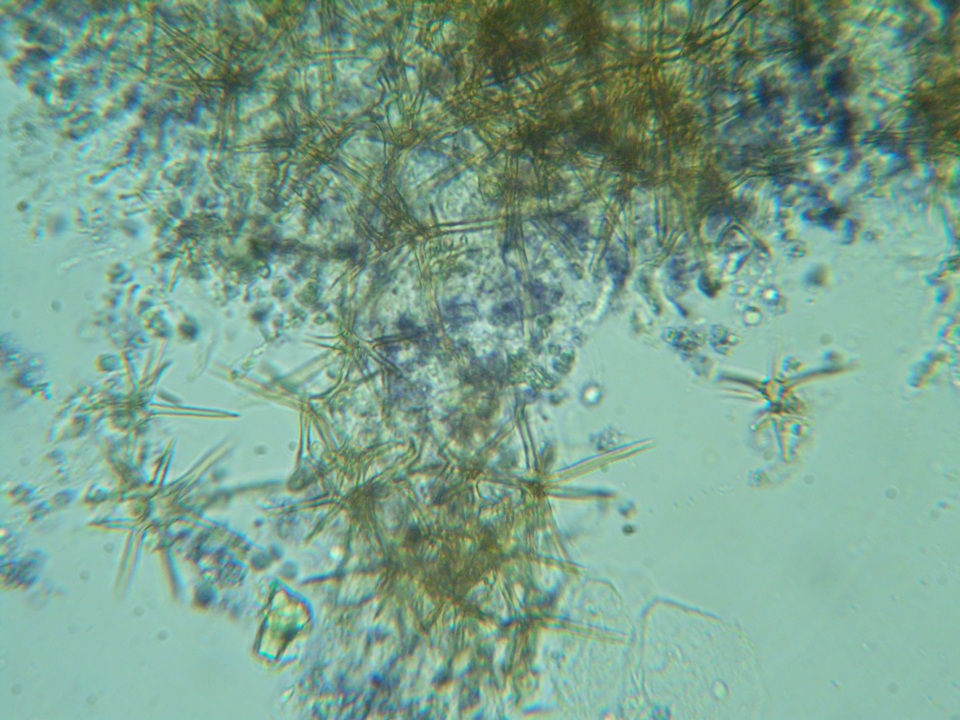 Dichostereum pallescens image