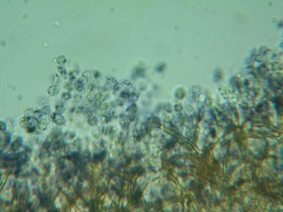Dichostereum pallescens image
