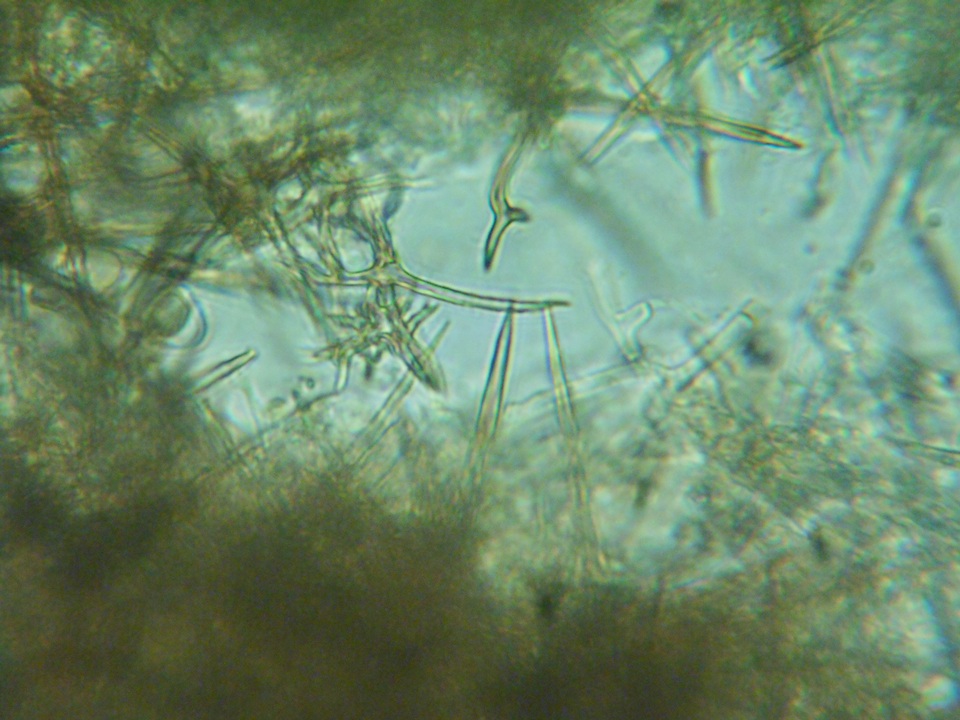 Dichostereum pallescens image