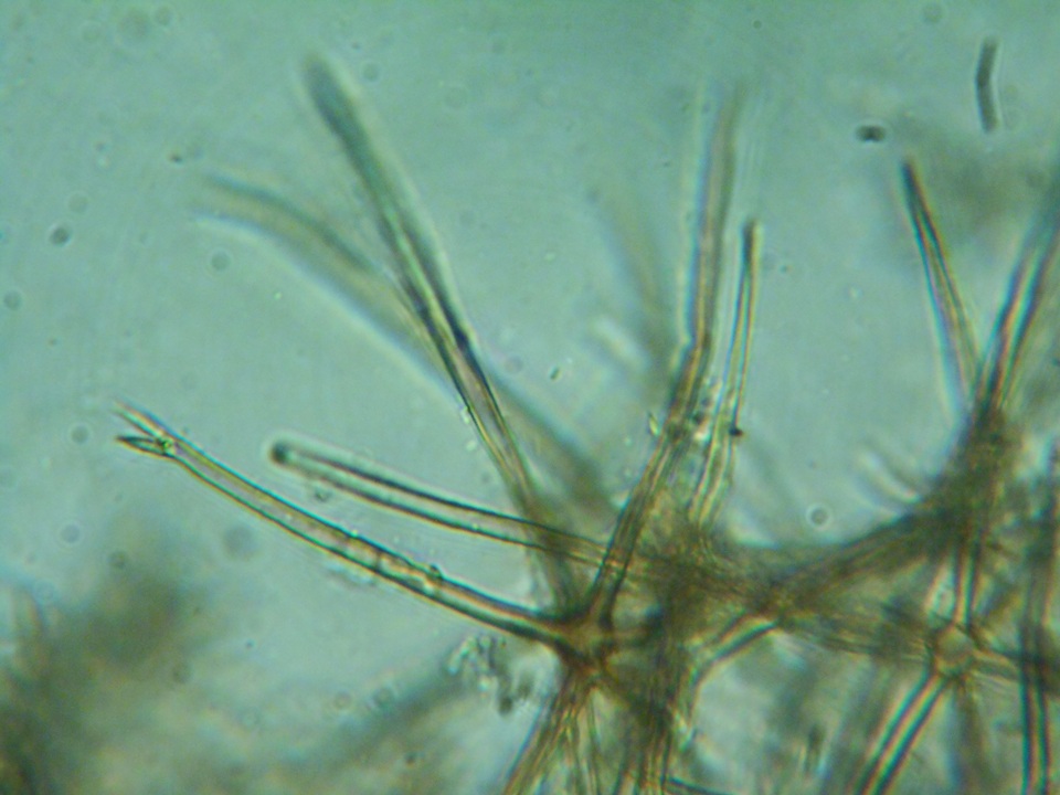 Dichostereum pallescens image