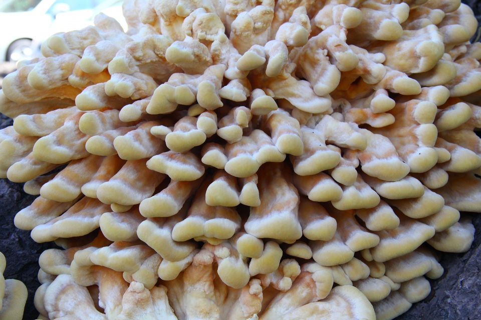 Laetiporus squalidus image