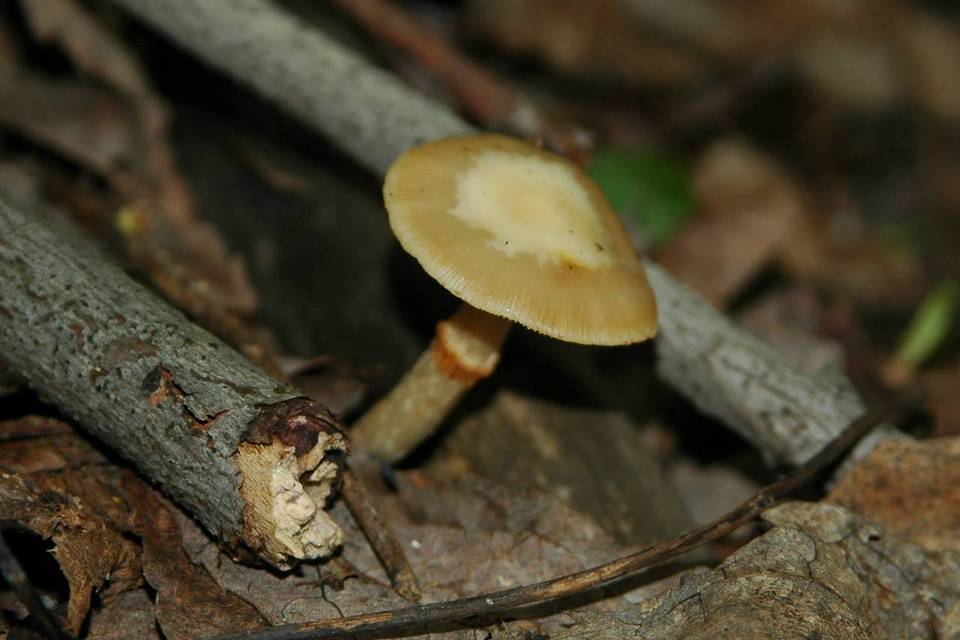 Pholiota marginella image