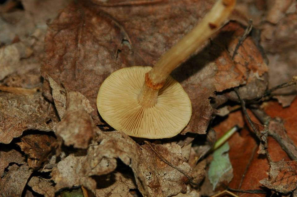 Pholiota marginella image