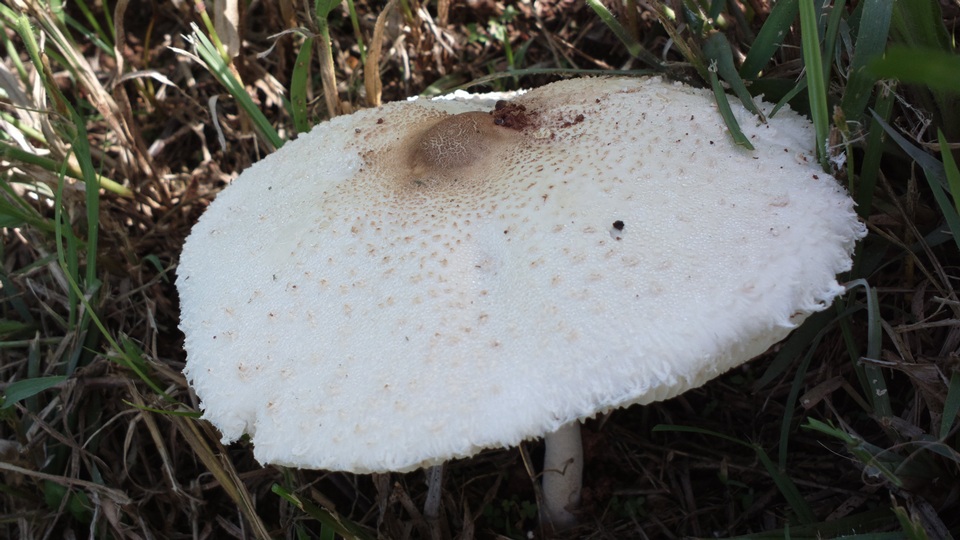 Macrolepiota zeyheri image