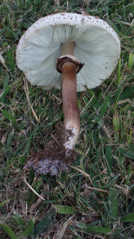 Chlorophyllum palaeotropicum image