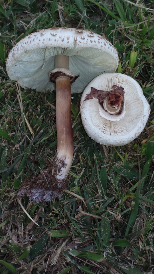 Chlorophyllum palaeotropicum image