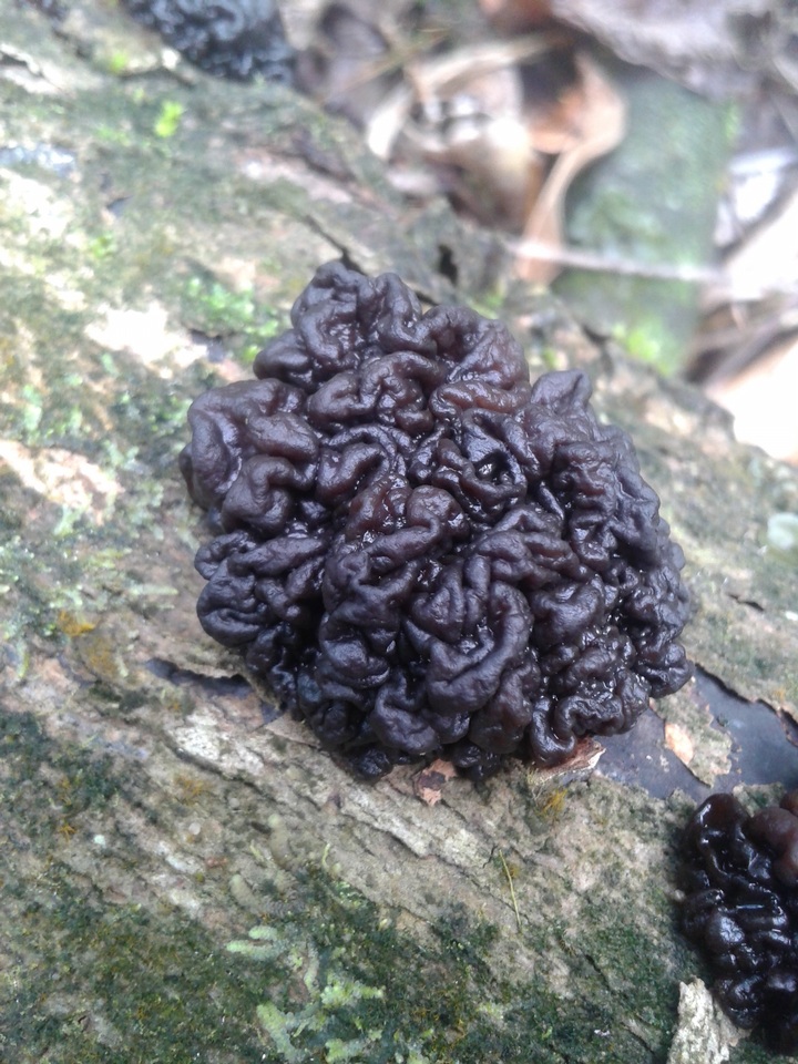 Tremella boraborensis image