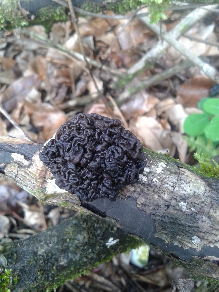 Tremella boraborensis image