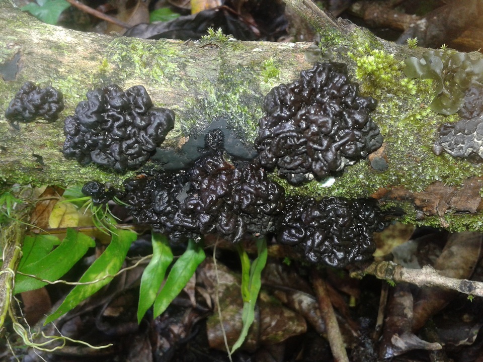 Tremella boraborensis image