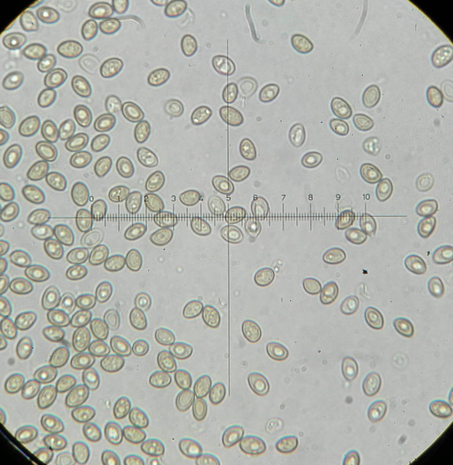 Crepidotus calolepis var. squamulosus image