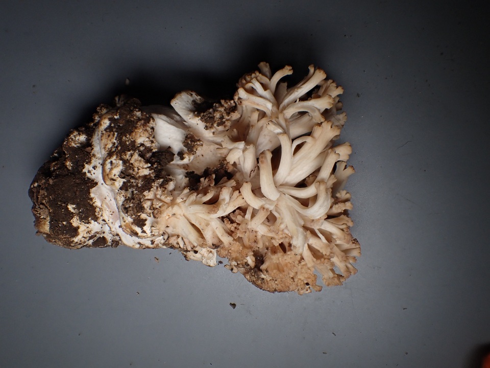 Ramaria marrii image