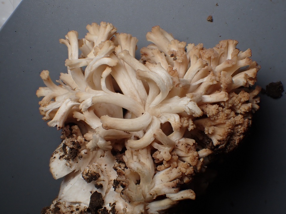 Ramaria marrii image