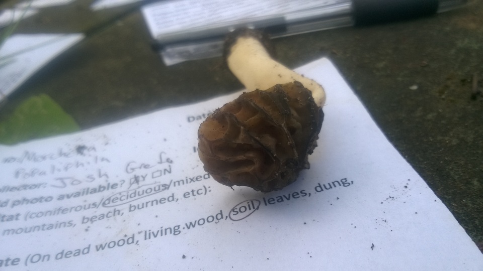 Morchella populiphila image