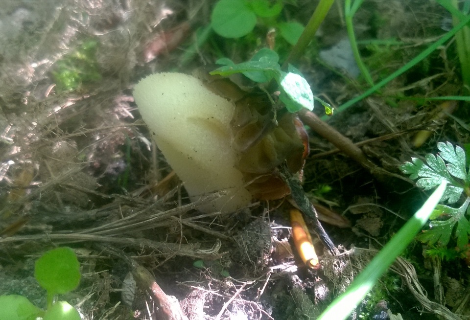 Morchella populiphila image