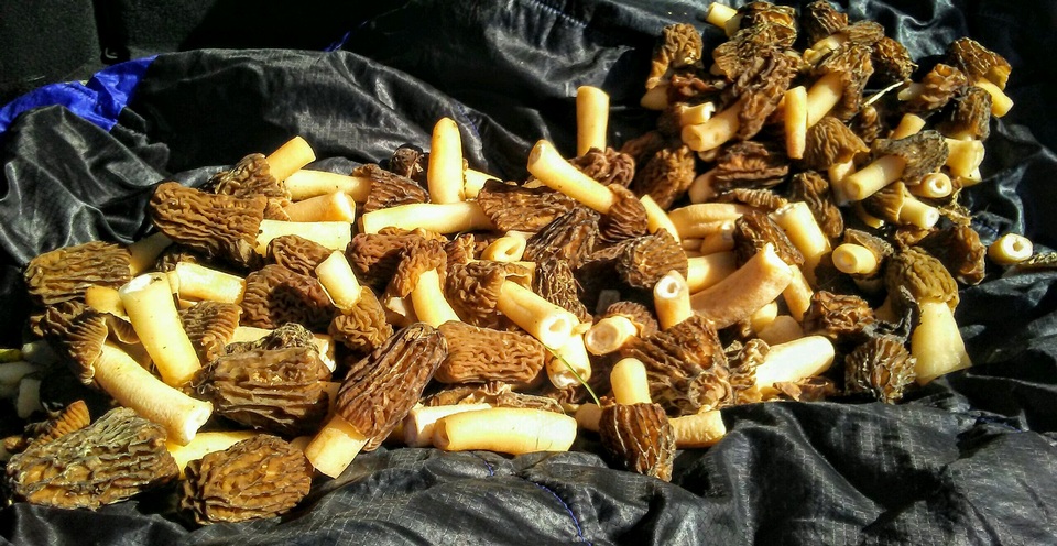 Morchella populiphila image