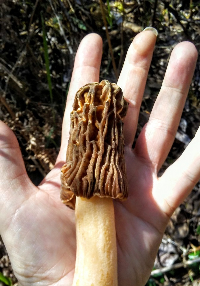 Morchella populiphila image