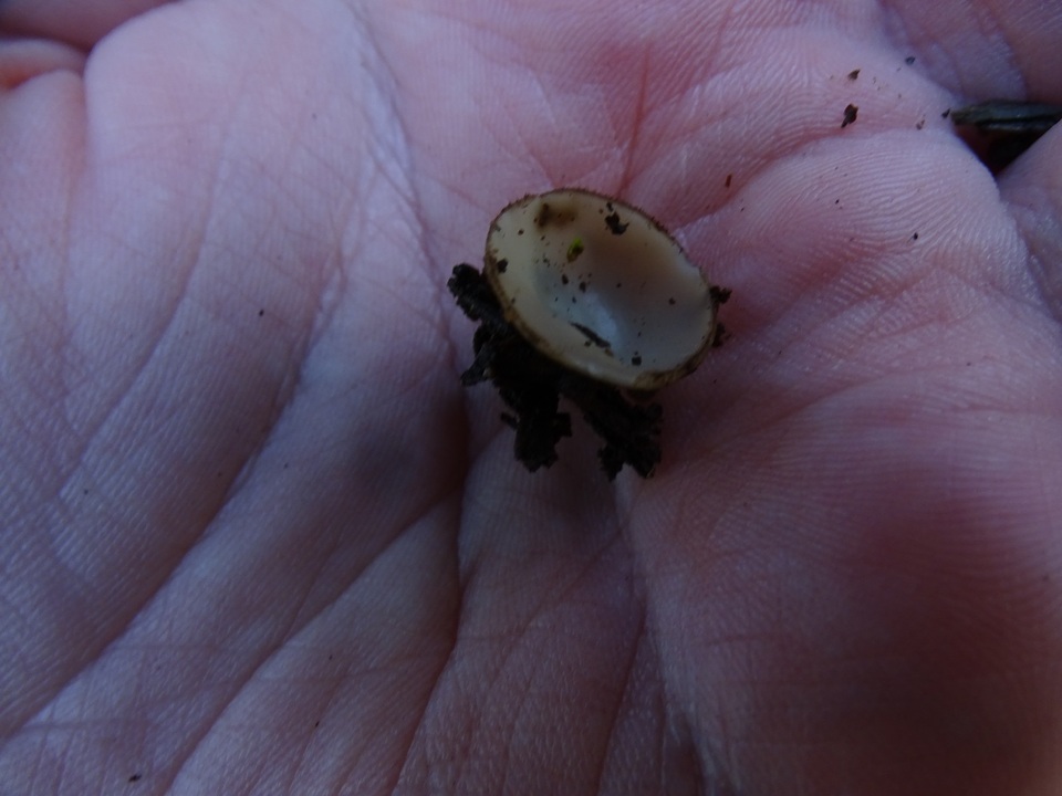 Chaetothiersia image