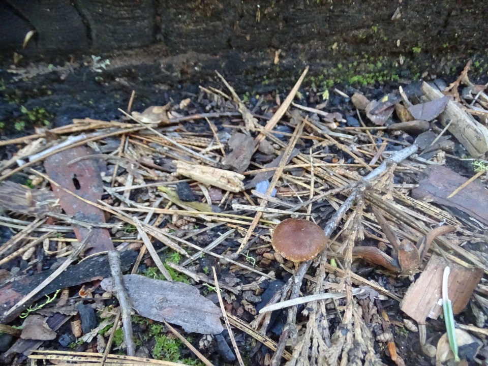 Crassisporium funariophilum image