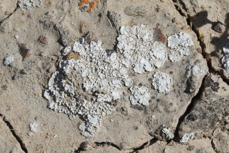 Lepraria texta image