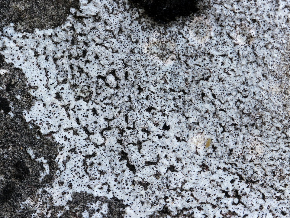 Verrucaria calciseda image