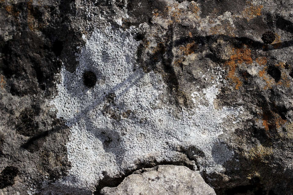 Verrucaria calciseda image