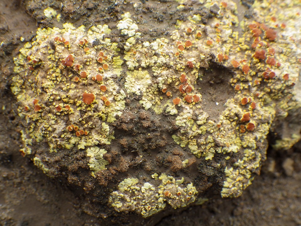Gyalolechia fulgens image
