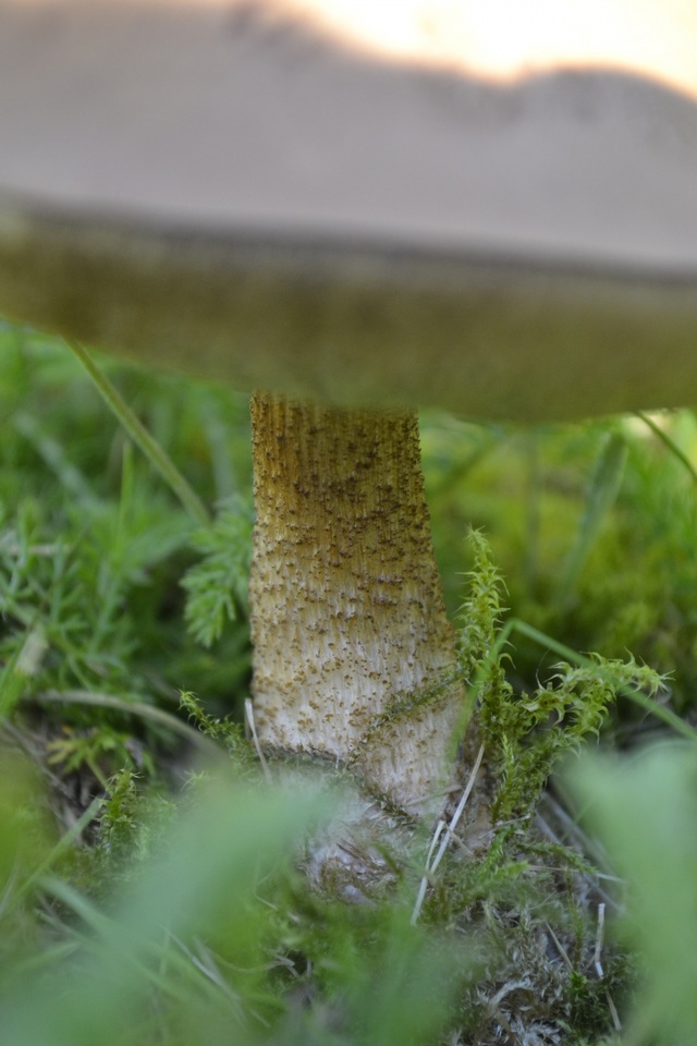 Leccinum scabrum f. scabrum image