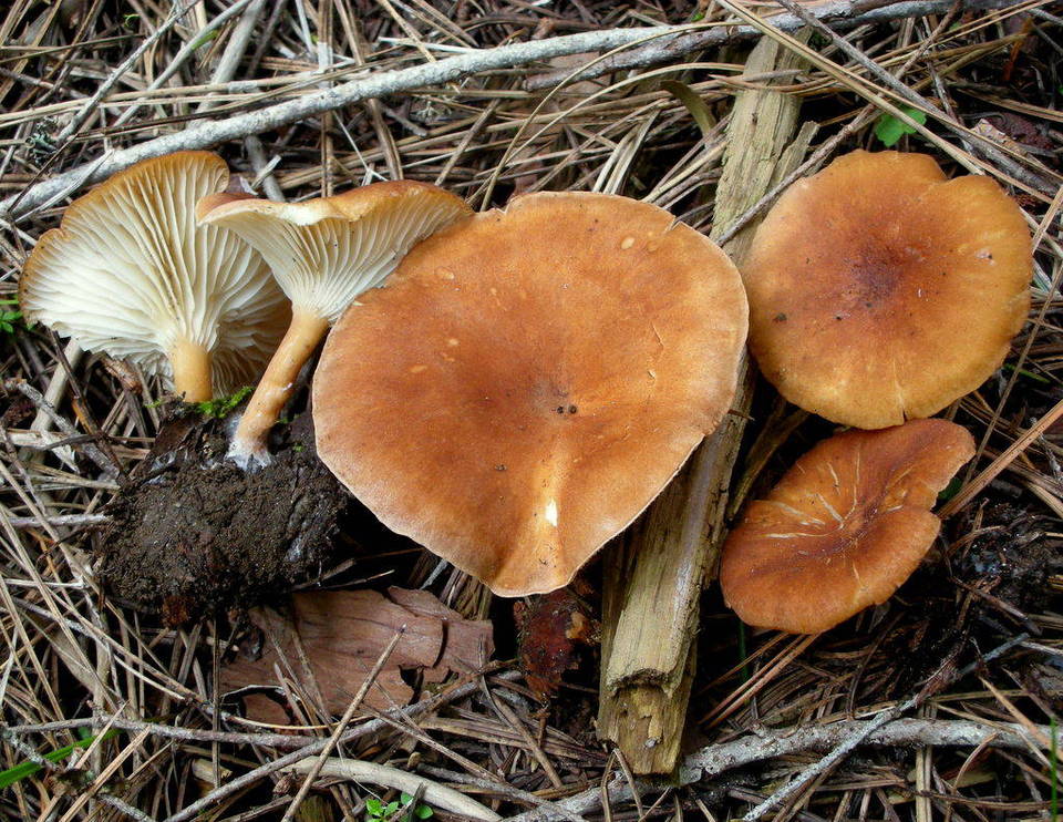 Clitocybe squamulosa var. montana image