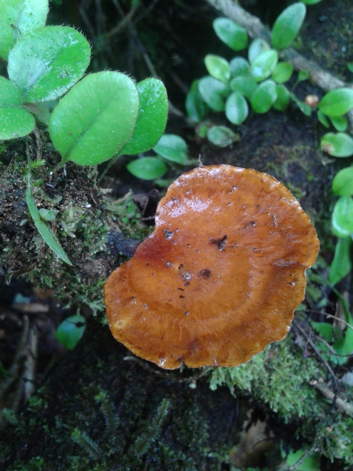 Neodictyopus atlanticae image