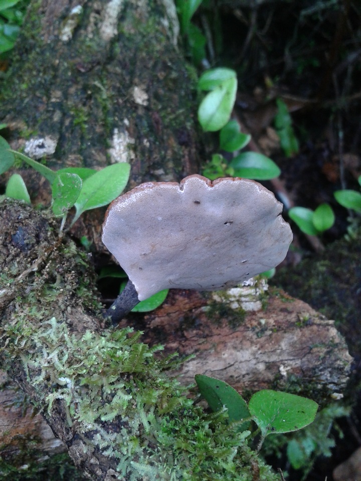 Neodictyopus atlanticae image