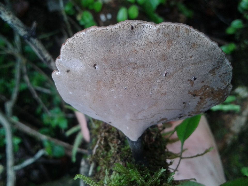 Neodictyopus image