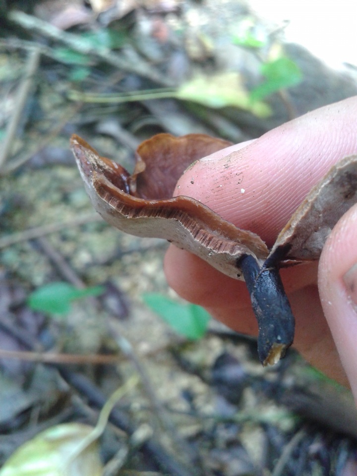 Neodictyopus image