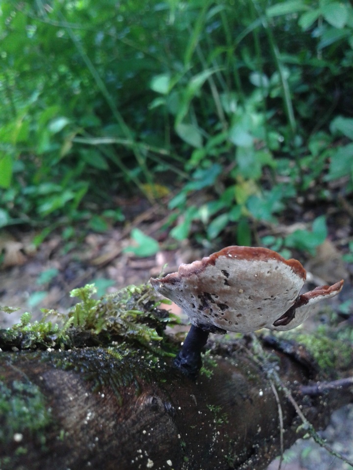 Neodictyopus image