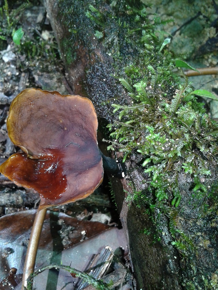 Neodictyopus atlanticae image