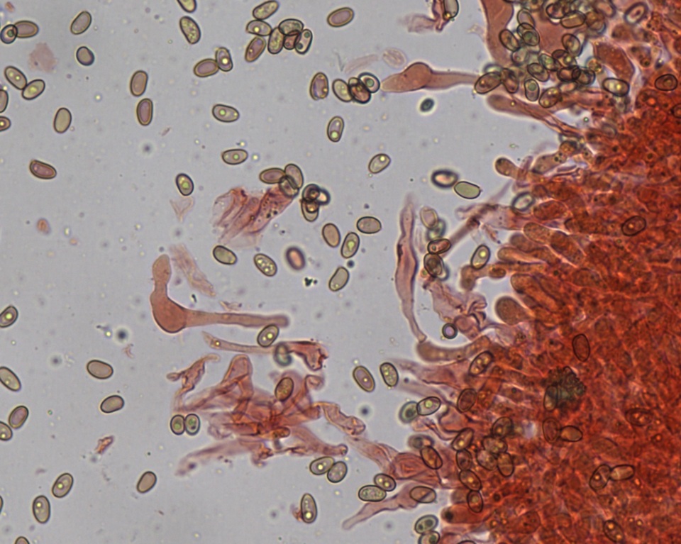 Meottomyces mutans image