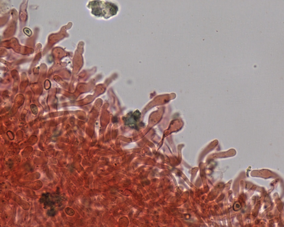 Meottomyces mutans image