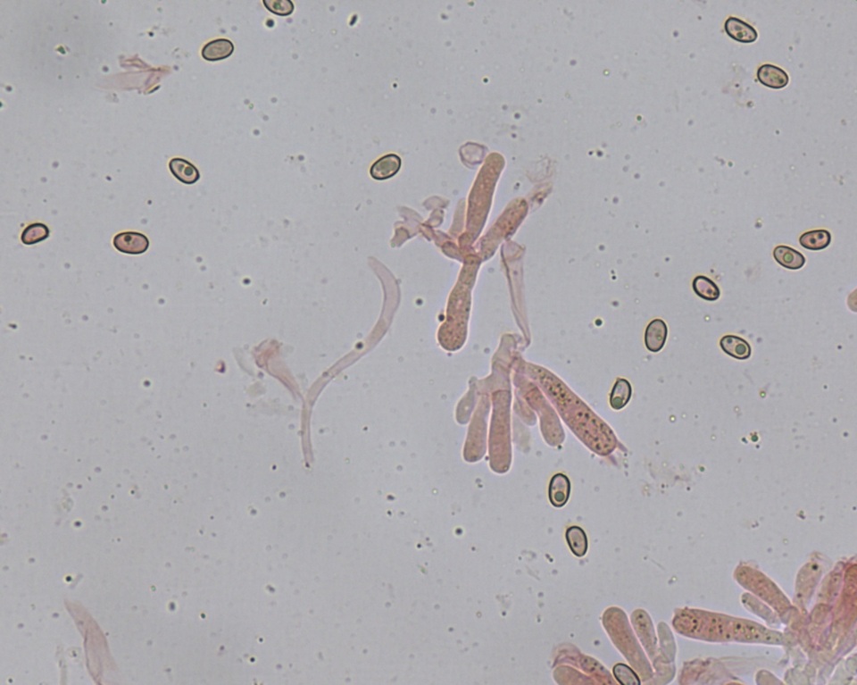 Meottomyces mutans image