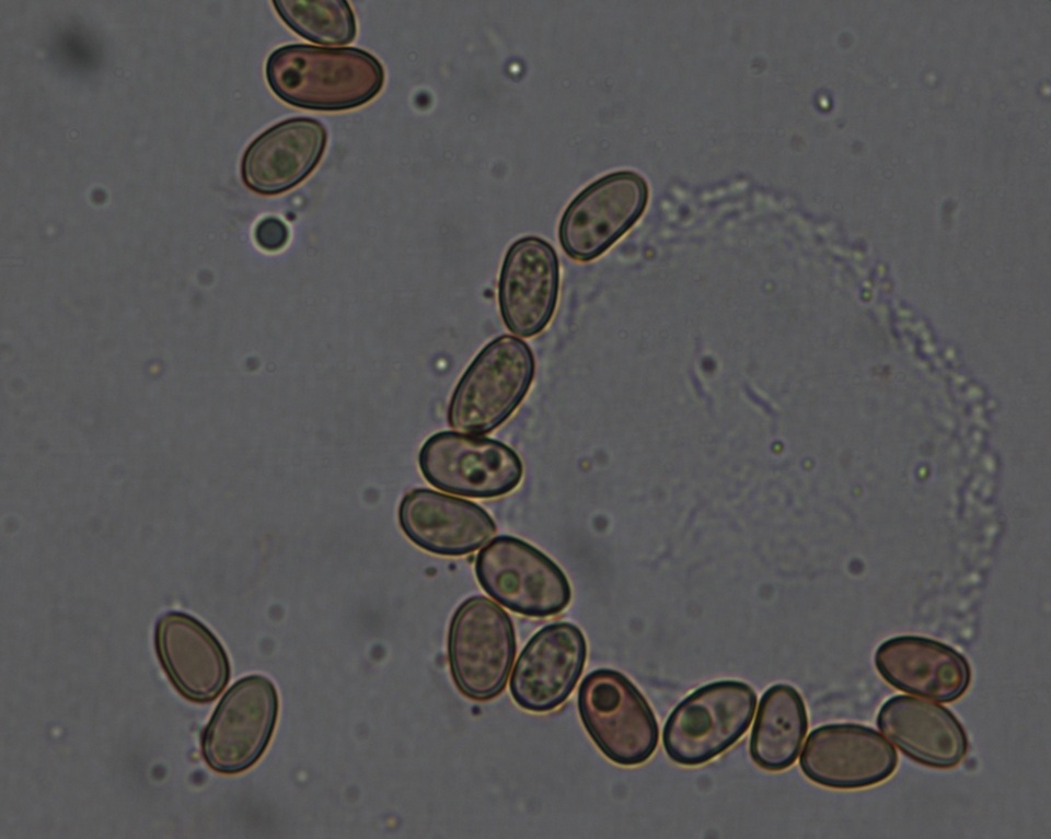 Meottomyces mutans image