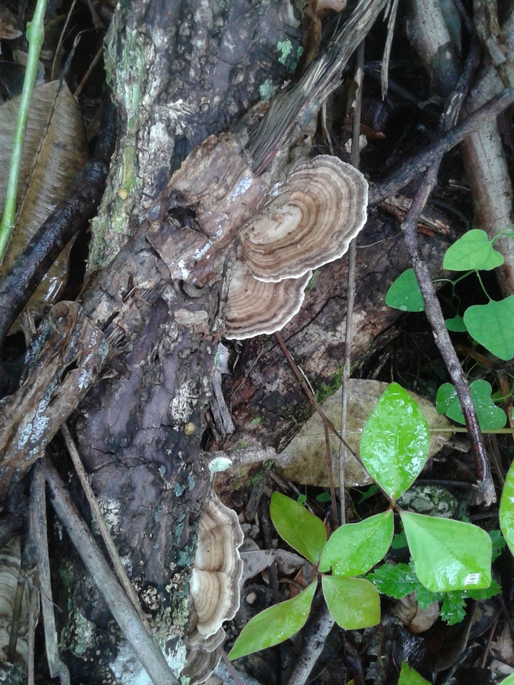 Trametes menziesii image