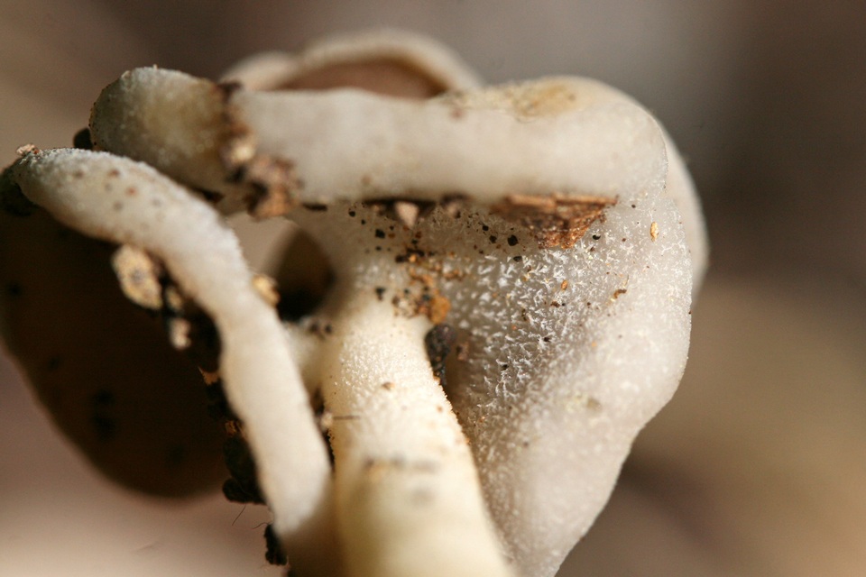 Helvella latispora image