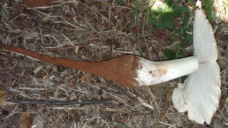 Termitomyces umkowaan image