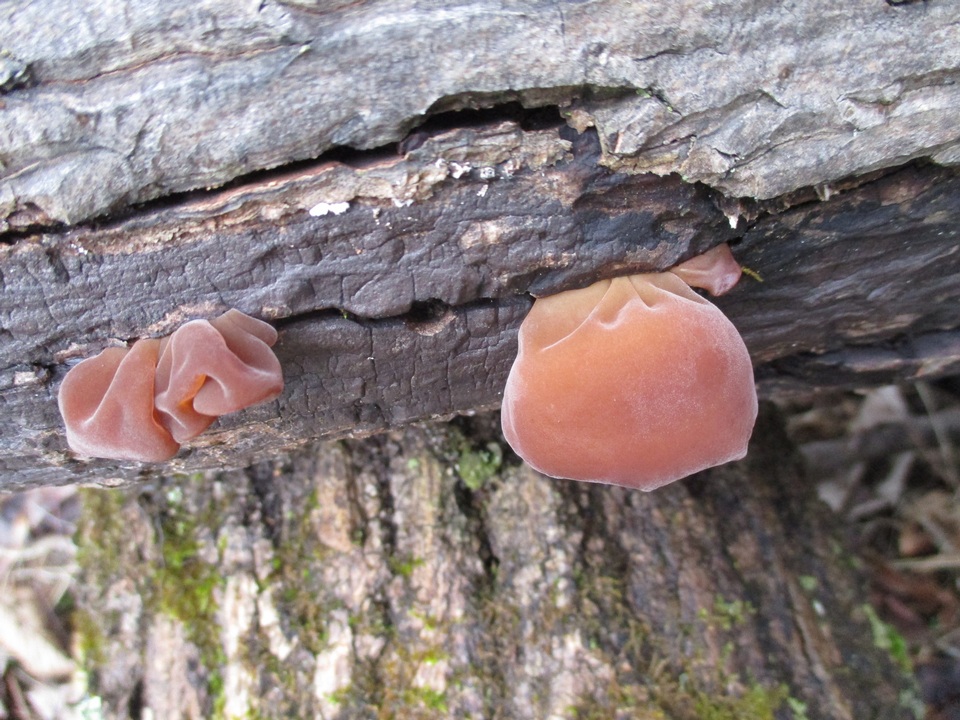 Auricularia angiospermarum image