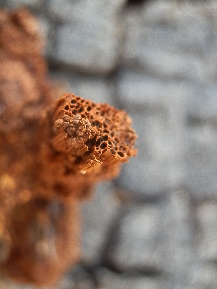 Inocutis dryophila image