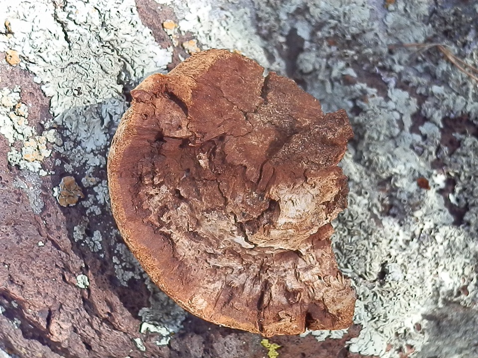 Inocutis dryophila image