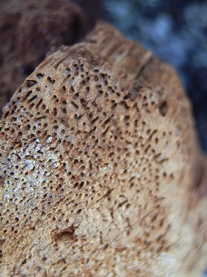 Inocutis dryophila image