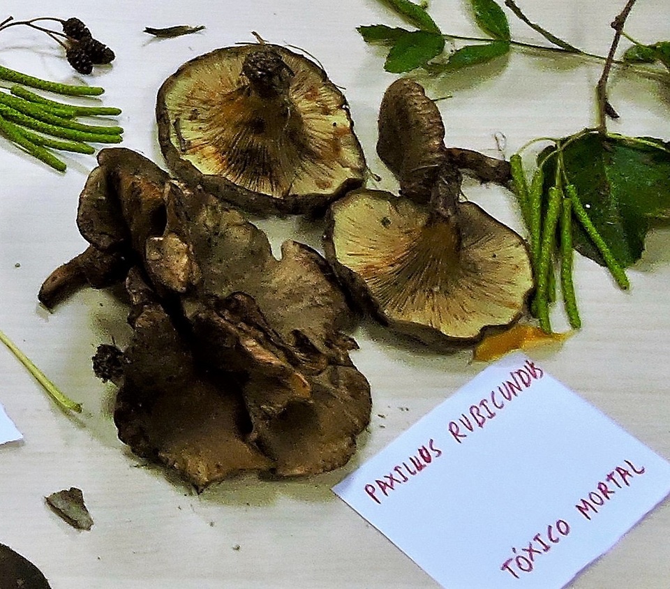 Paxillus rubicundulus image