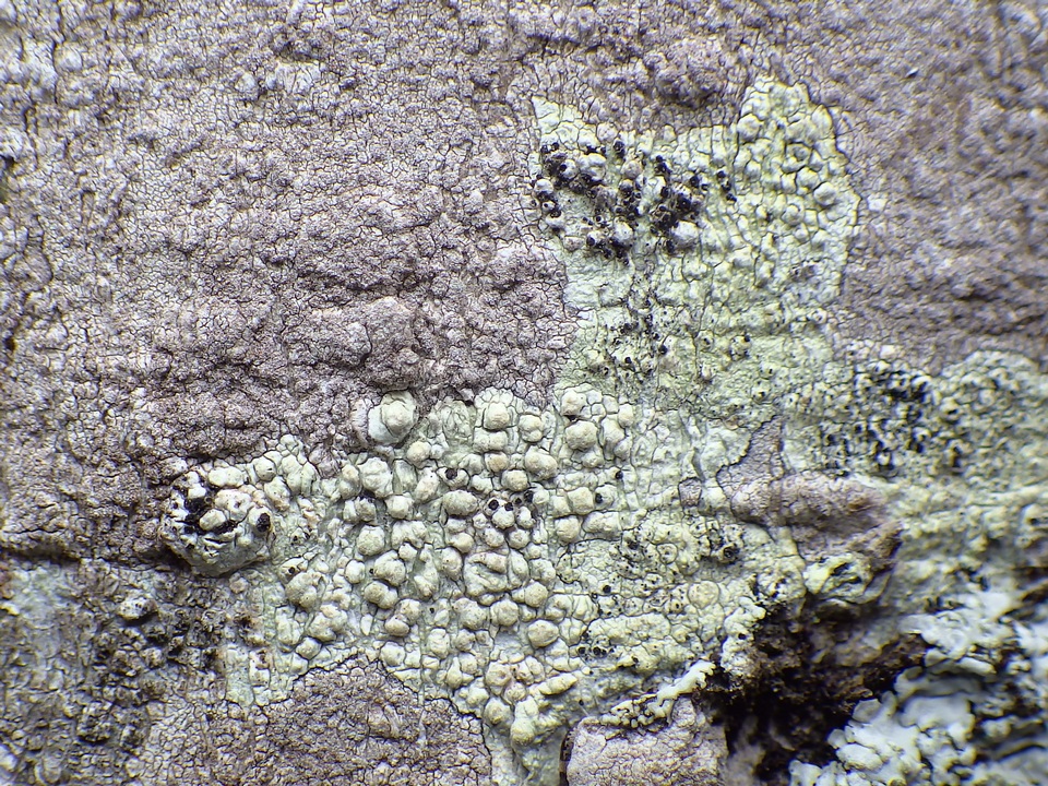 Skyttea pertusariicola image