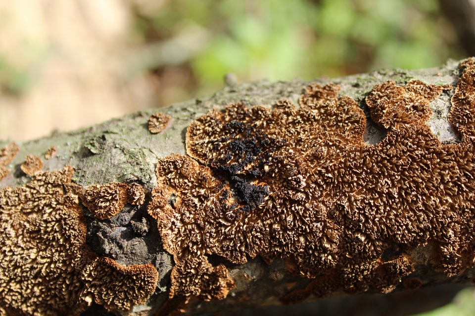 Hydnoporia olivacea image