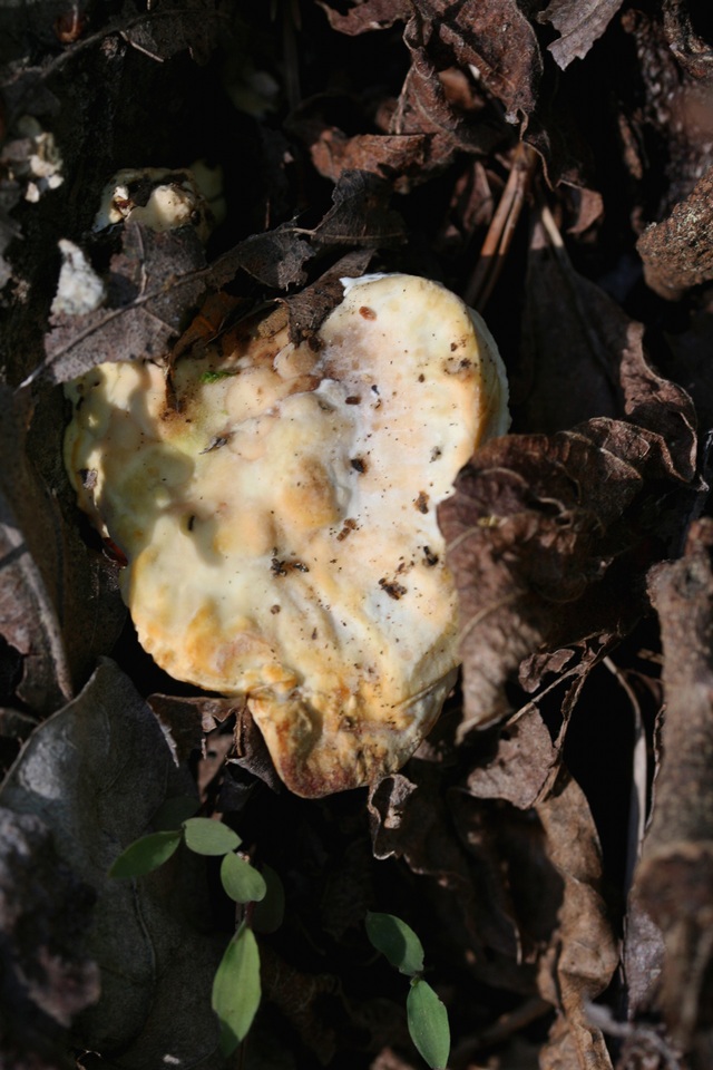 Trametes suaveolens image